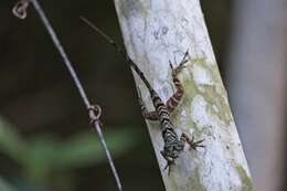 Image of Guantanamo  Anole