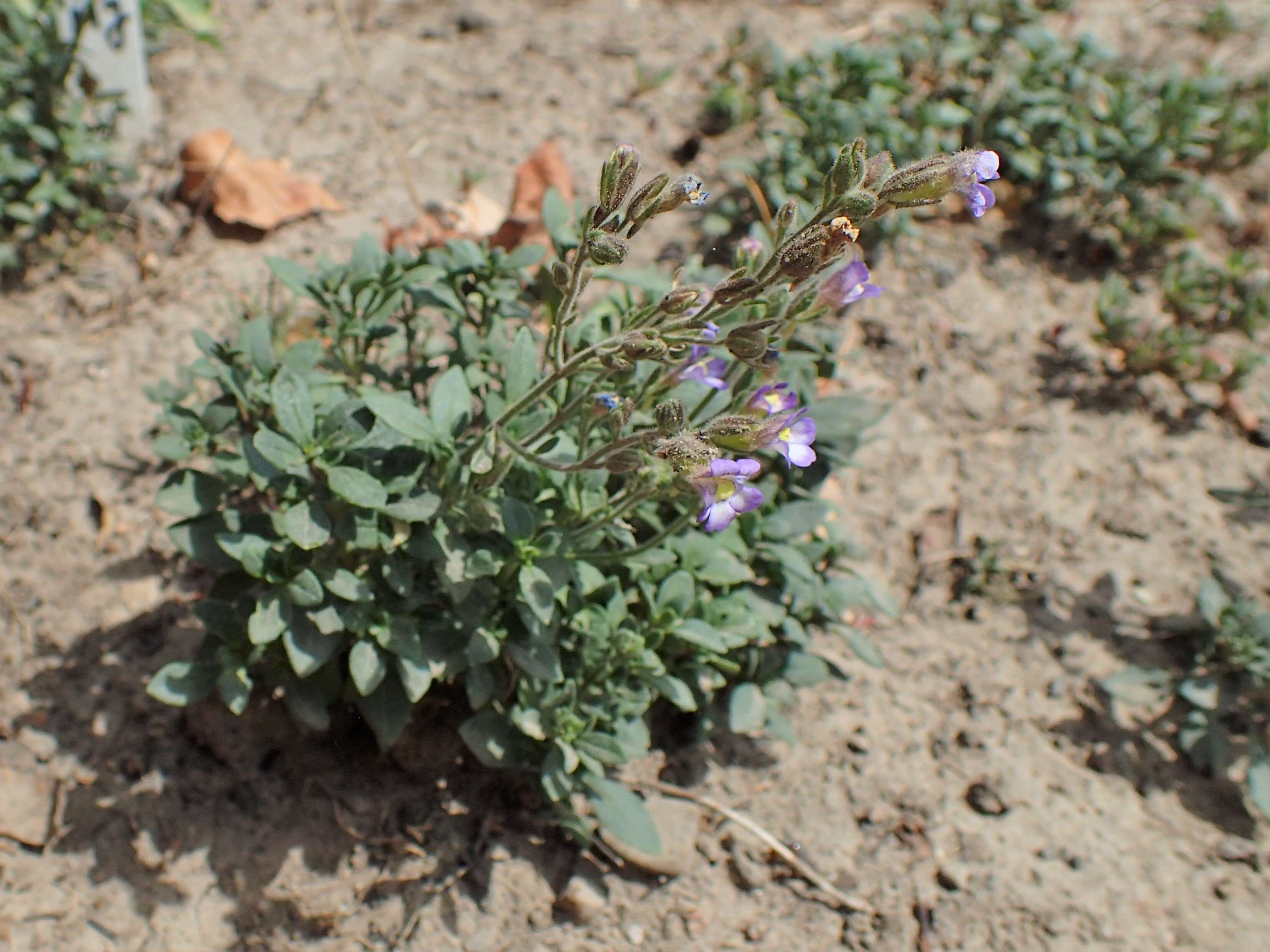 Image of Chaenorhinum origanifolium (L.) Fourr.