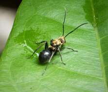 Image de Polyrhachis