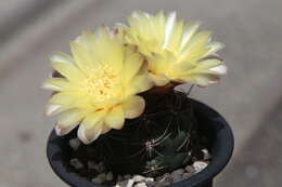 Image of Gymnocalycium andreae (Boed.) Backeb.