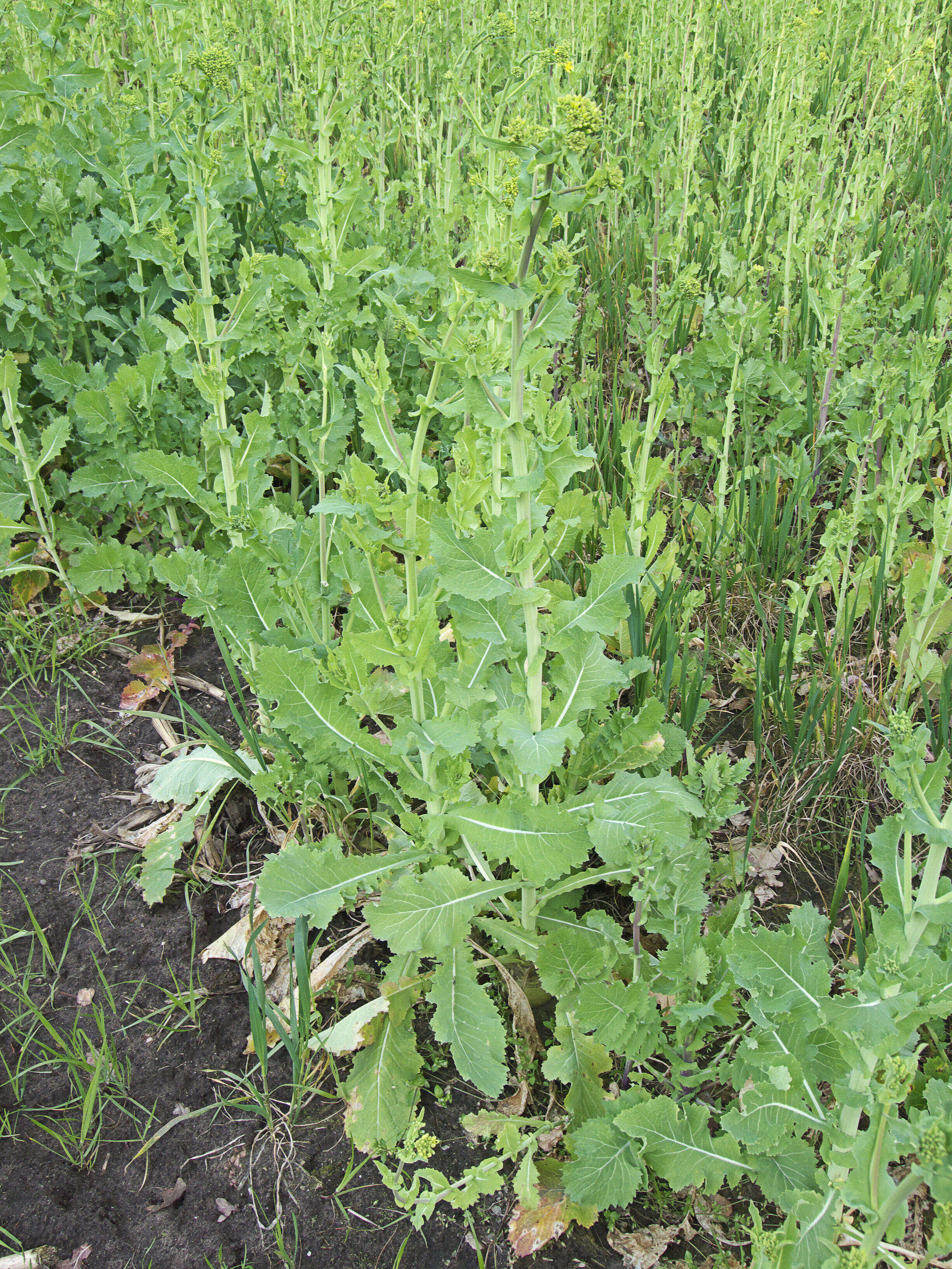 Image of Brassica rapa subsp. oleifera