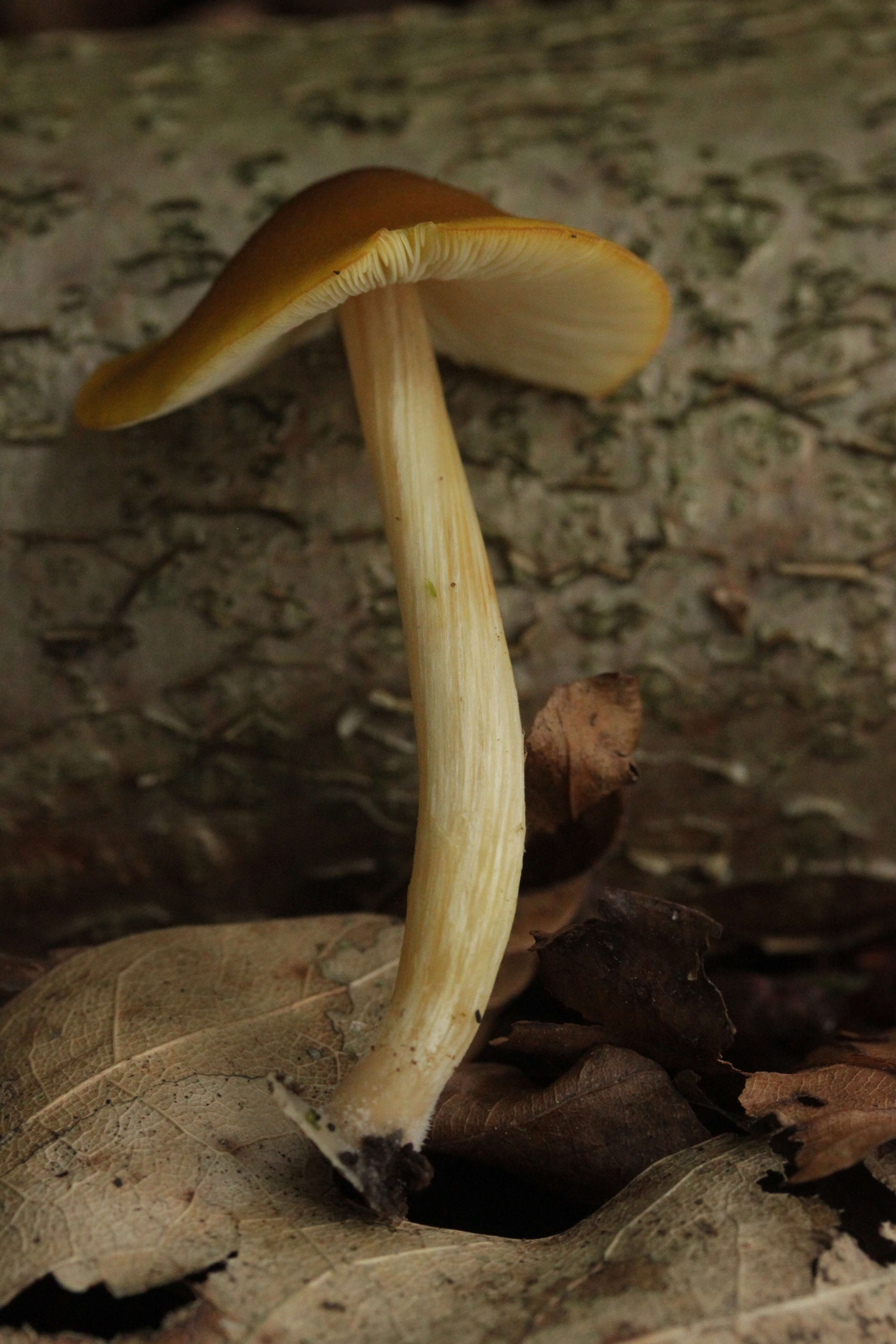 Pluteus leoninus (Schaeff.) P. Kumm. 1871 resmi