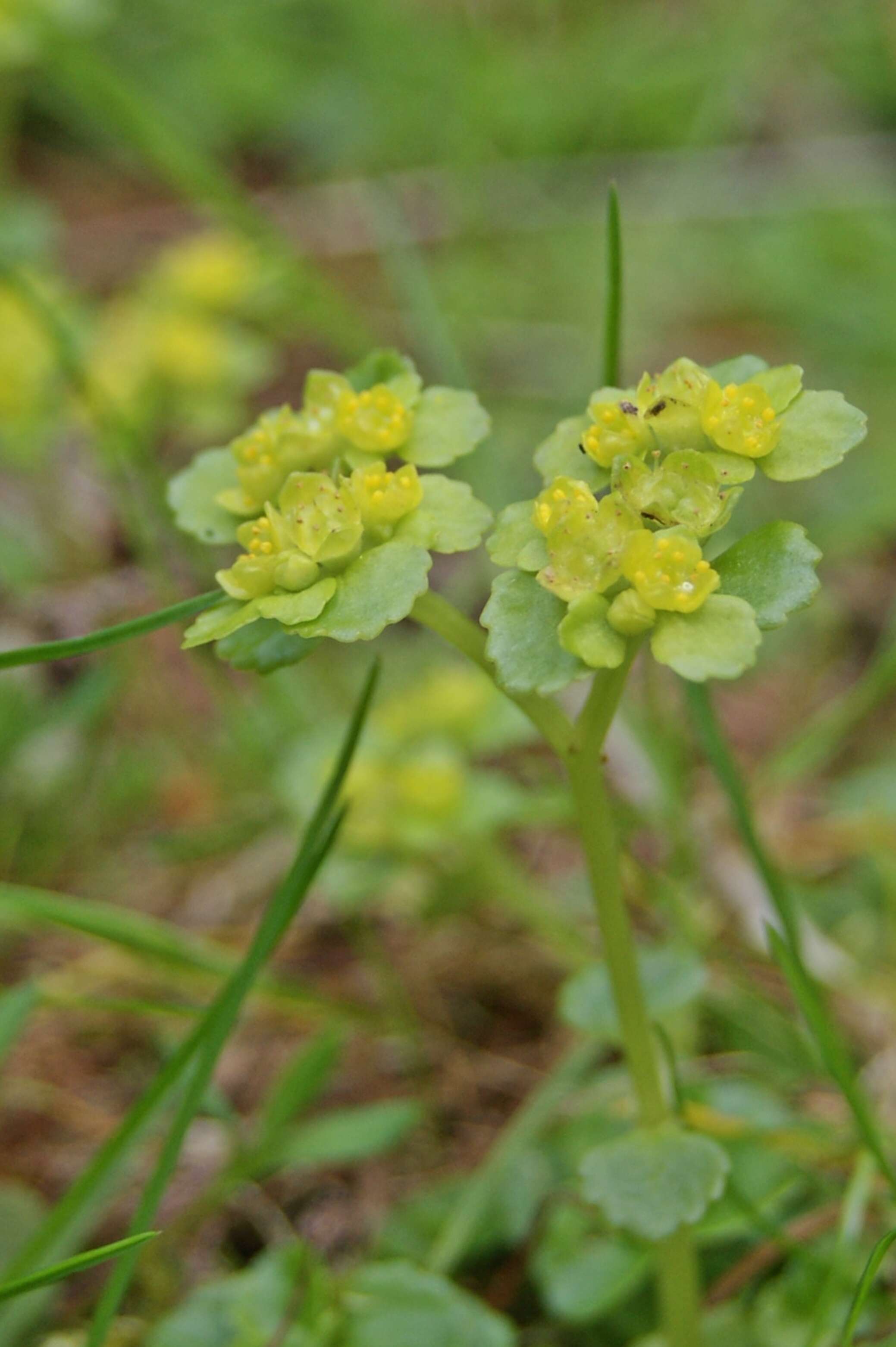 Plancia ëd Chrysosplenium oppositifolium L.