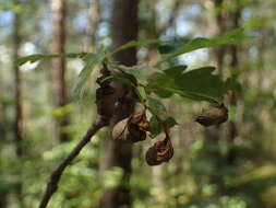 Image of Oak Leaf-roller