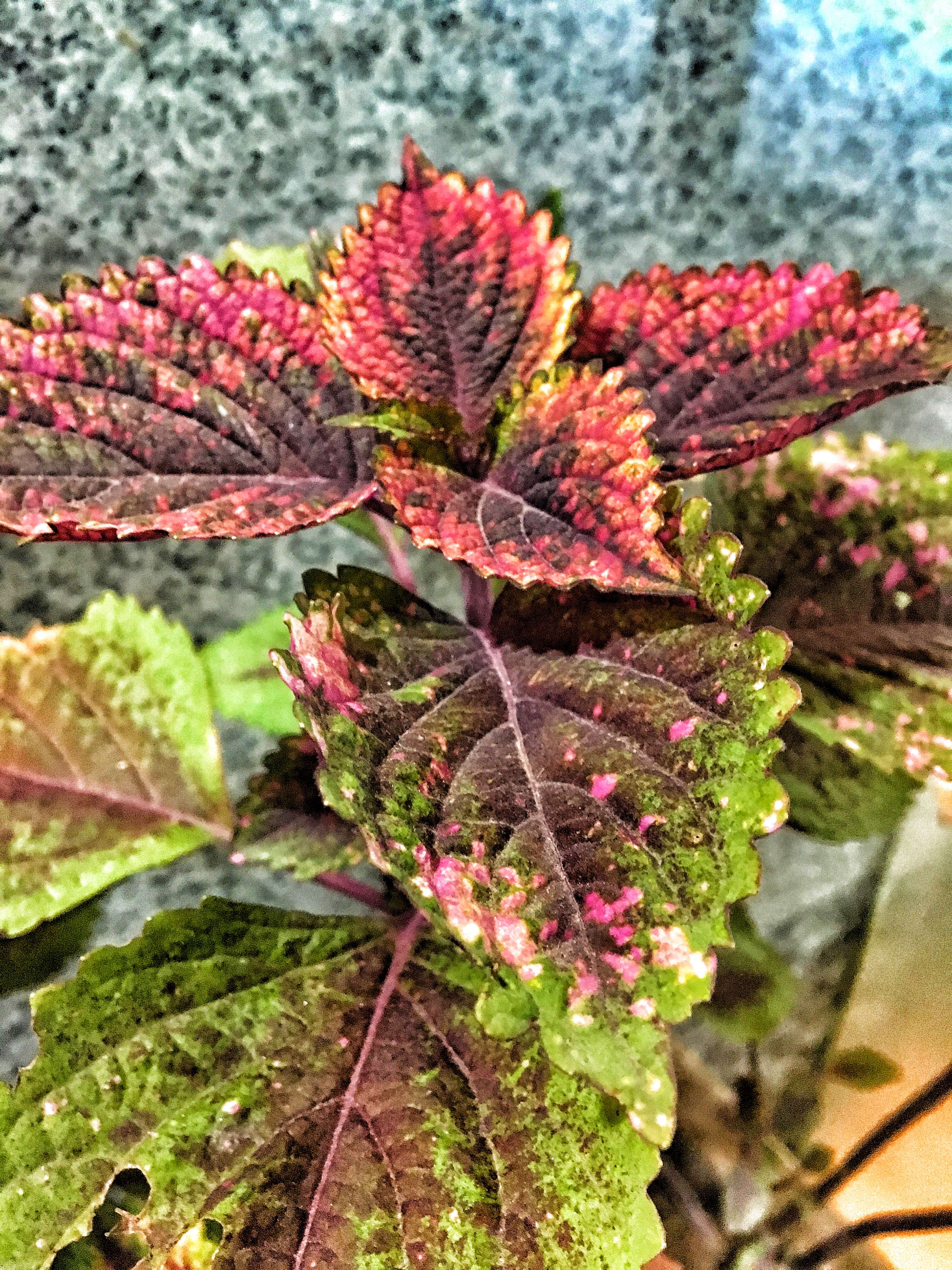 Image of common coleus