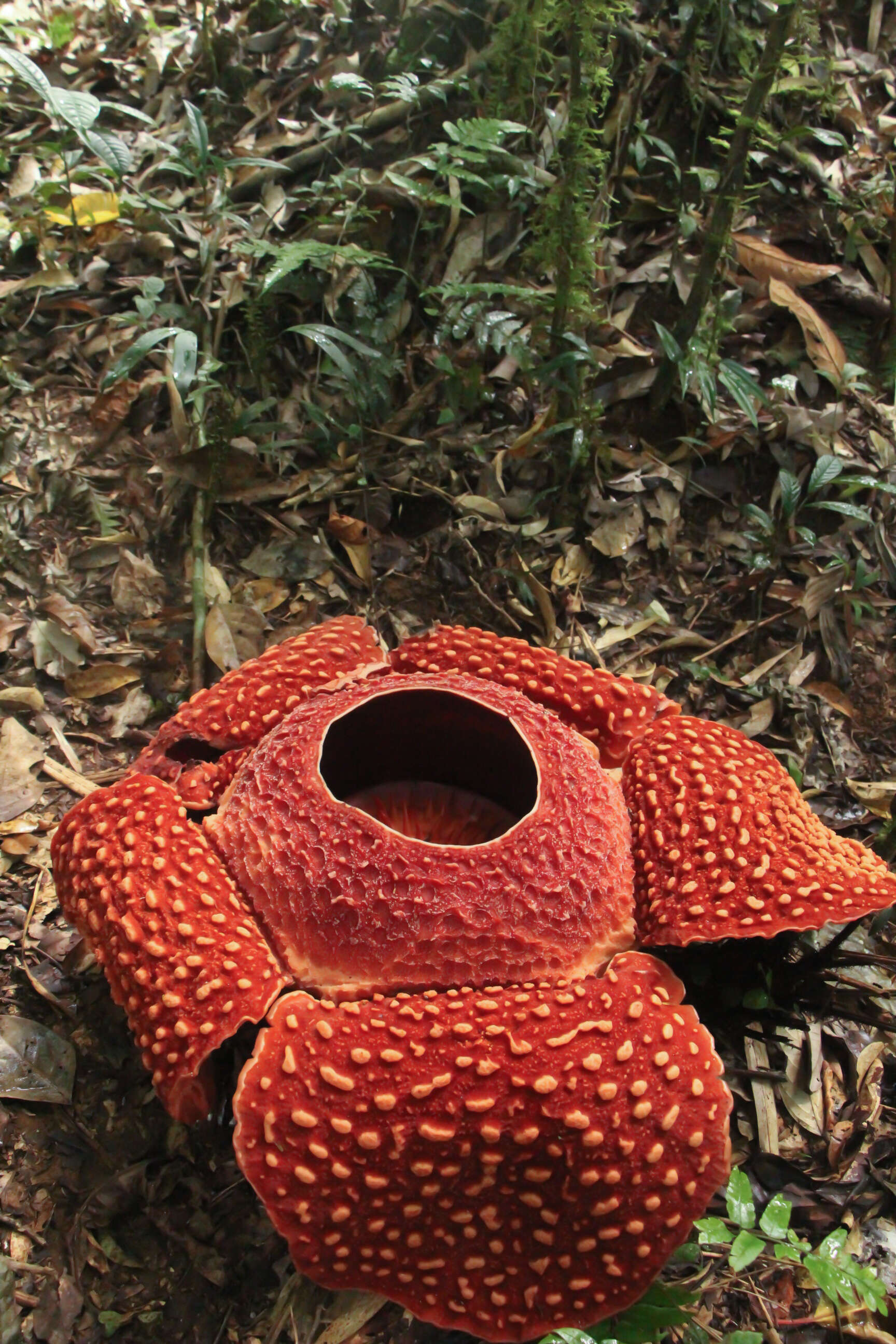 Image of Rafflesia