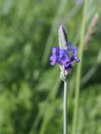 Plancia ëd Lavandula pinnata Lundmark