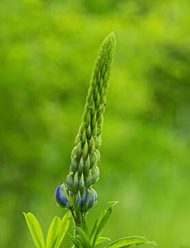 Image of big-leaved lupine