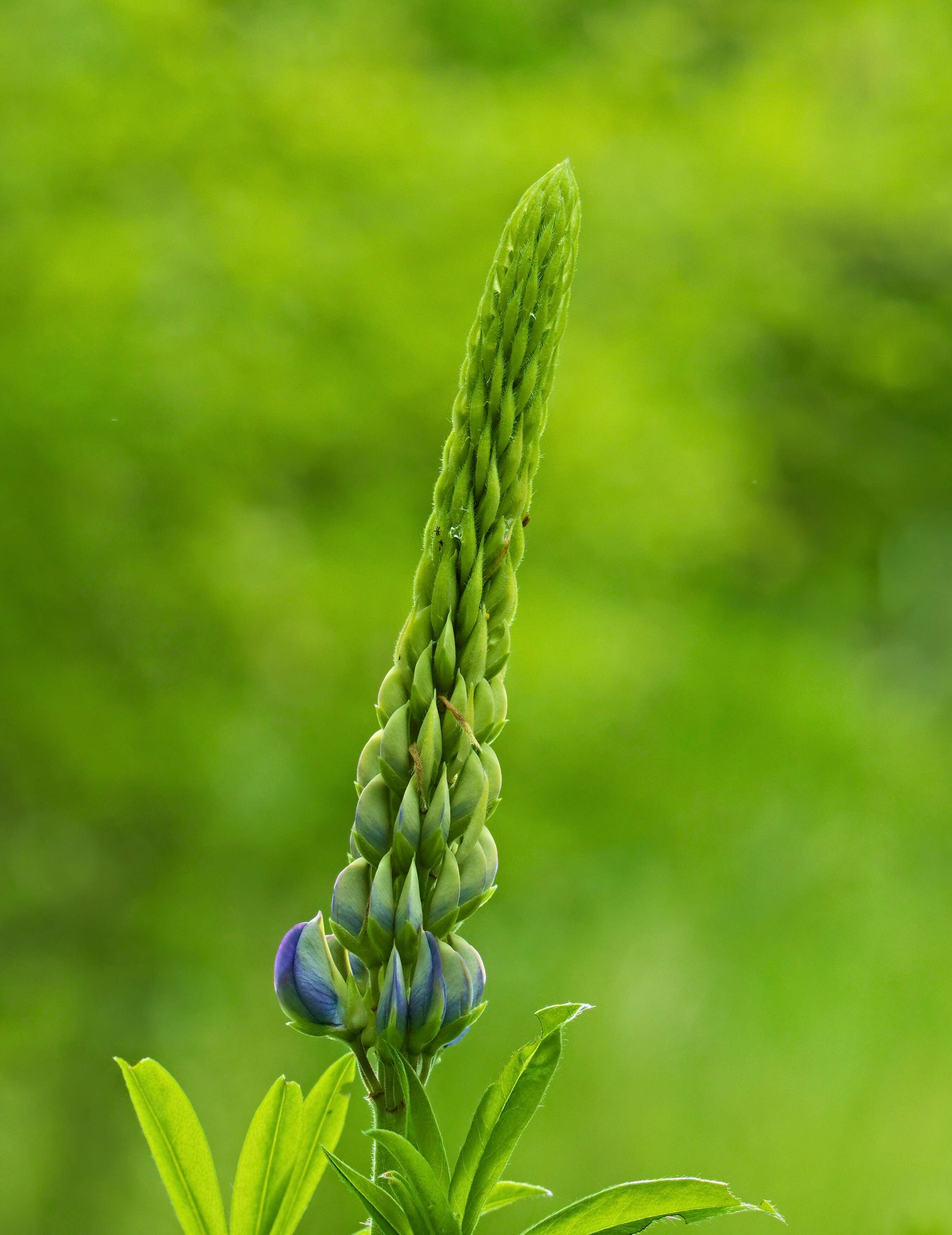 Plancia ëd Lupinus polyphyllus Lindl.