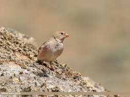 Image of Mongolian Finch