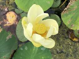 Image of American lotus