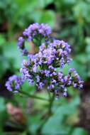 Image of Mediterranean sea lavender