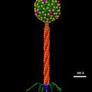 Imagem de Enterobacteria phage lambda