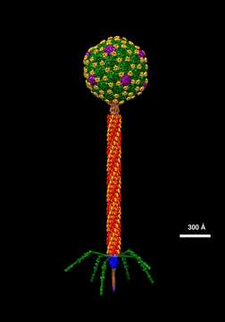 Imagem de Enterobacteria phage lambda