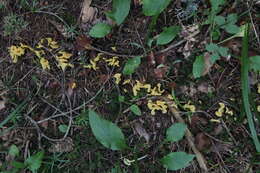 Image of Spathularia