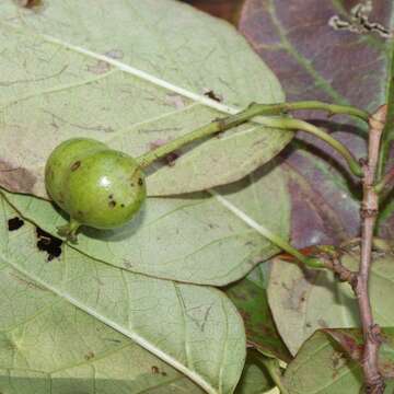 صورة Neoshirakia japonica (Siebold & Zucc.) Esser