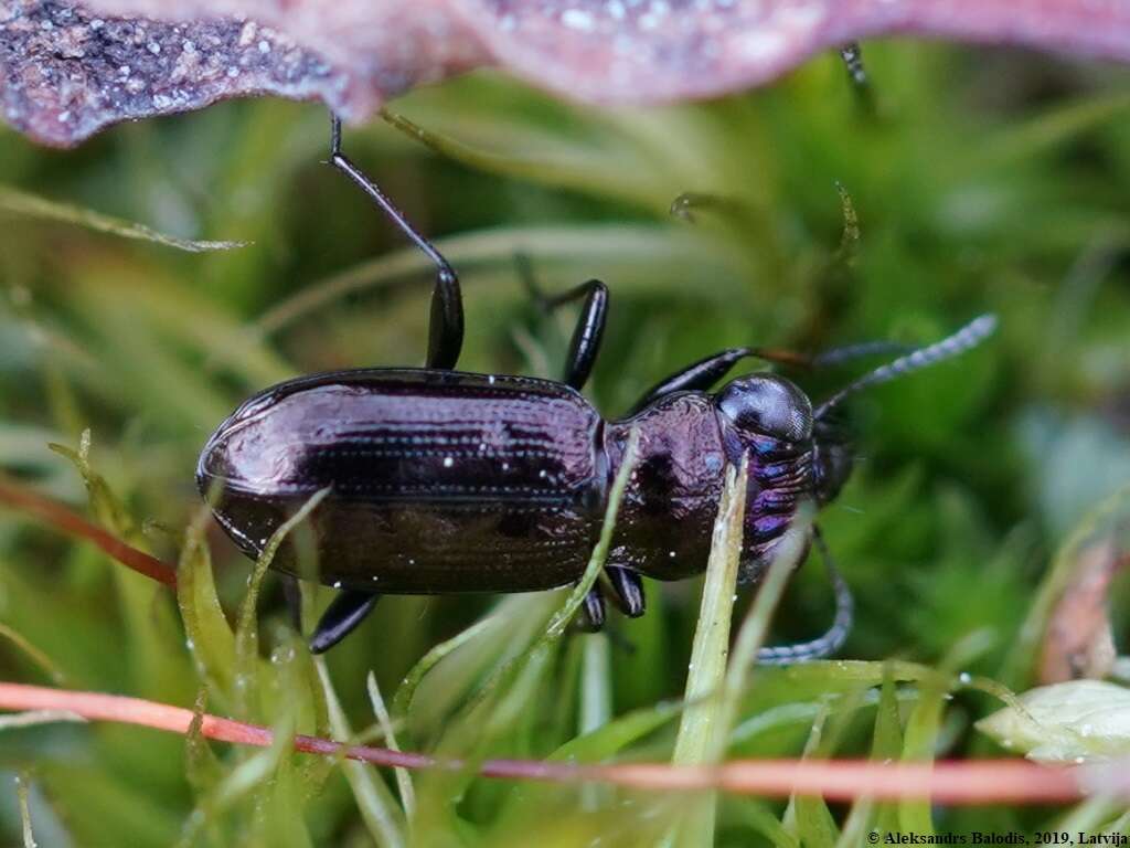 Image of Rough-necked Springtail-stalker