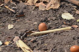 Image of Parinari curatellifolia Planch. ex Benth.