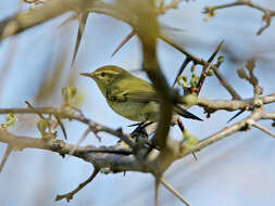 Image of Green Warbler