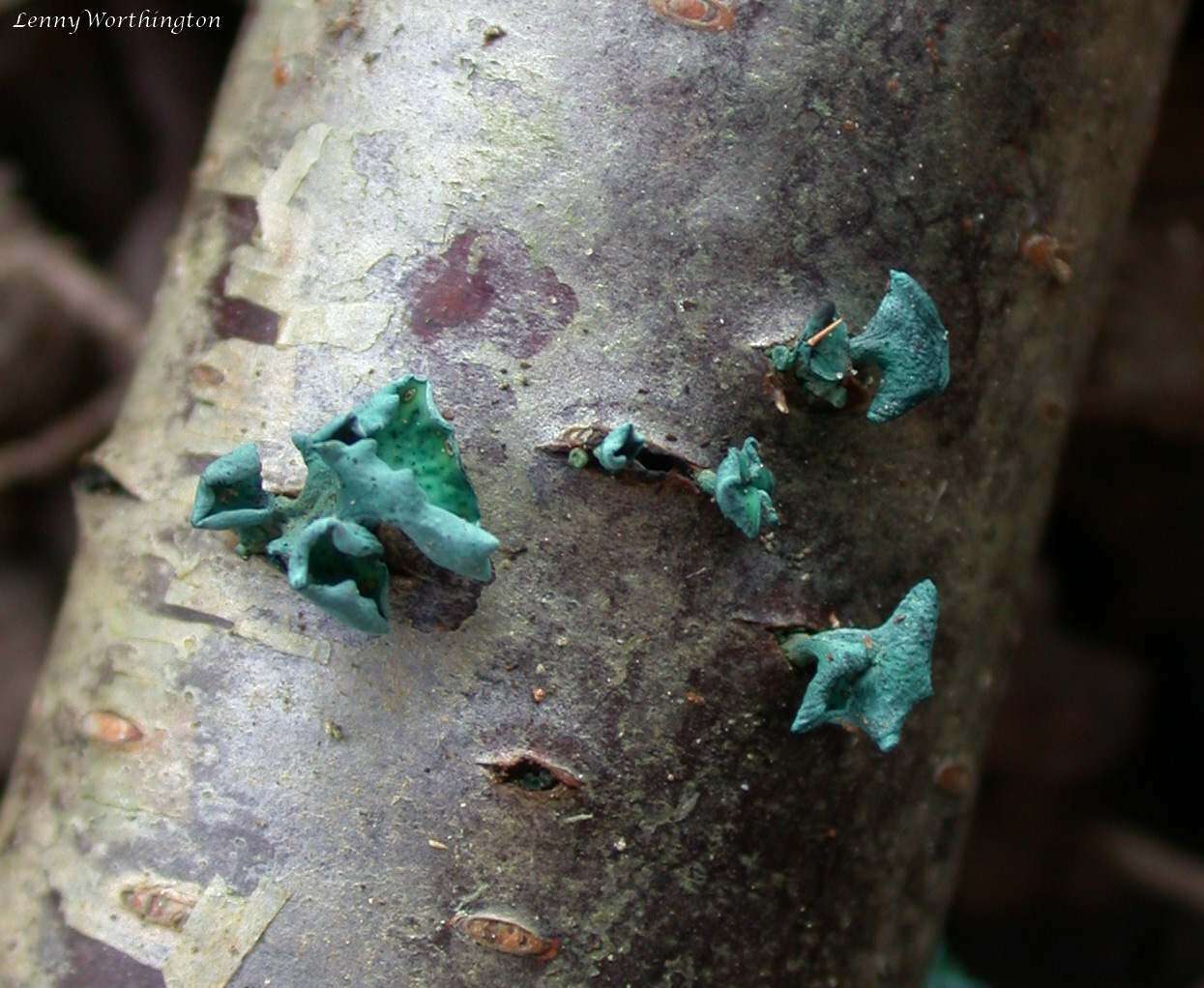 Image of Chlorociboria aeruginascens (Nyl.) Kanouse ex C. S. Ramamurthi, Korf & L. R. Batra 1958