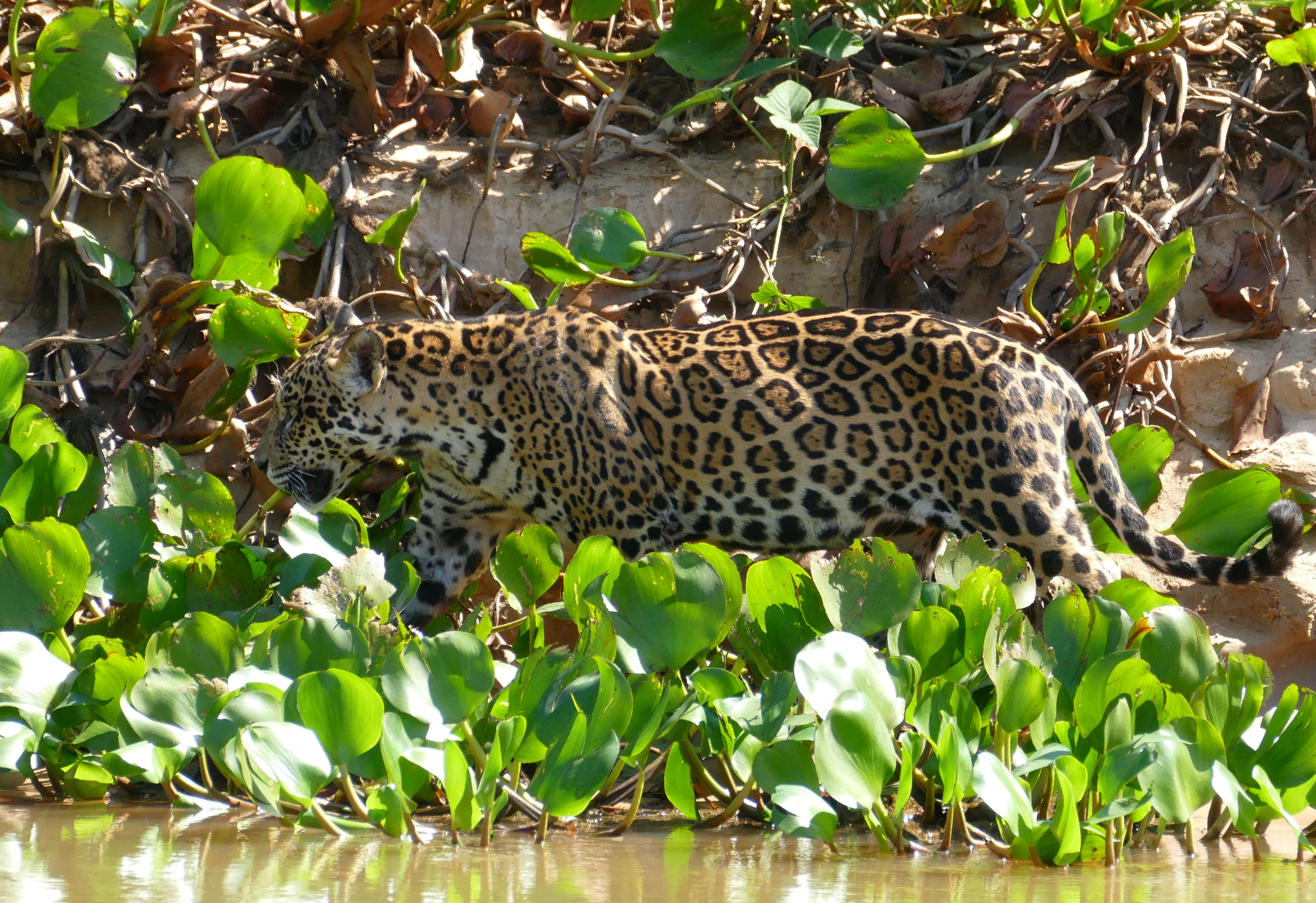 Image of Panthera onca palustris (Ameghino 1888)