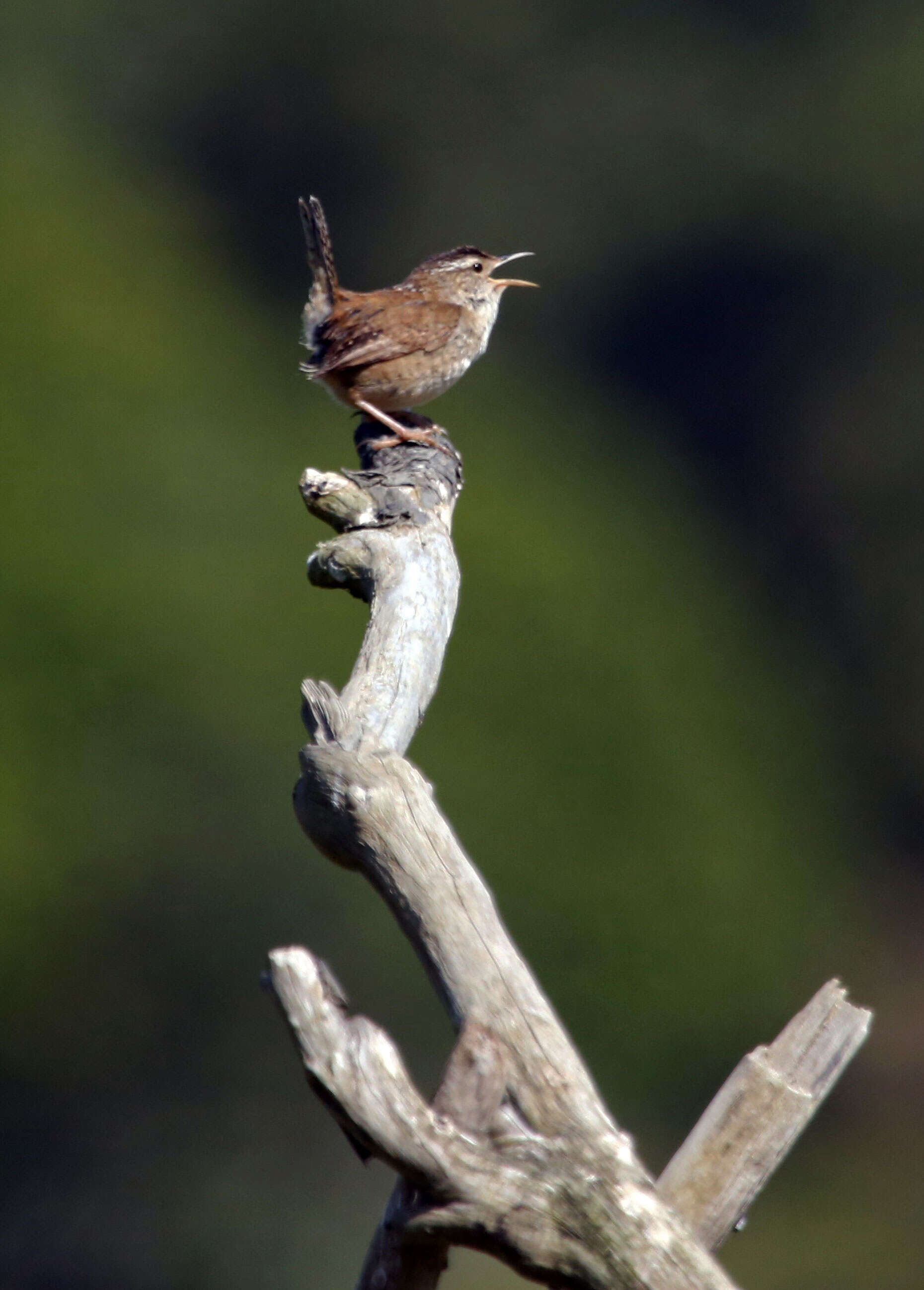 Image of Marsh Wren