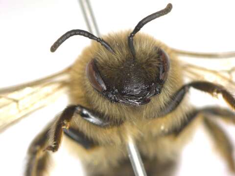 Colletes cunicularius (Linnaeus 1761) resmi