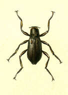 Image of Macronychus Müller 1806