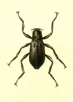 Image of Macronychus Müller 1806