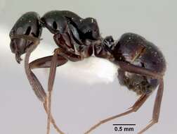 Image de Prolasius