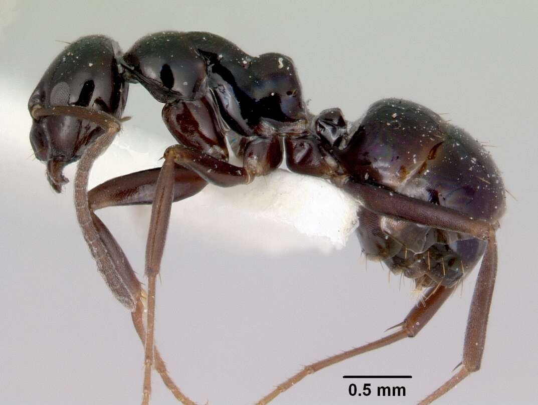 Image of Prolasius