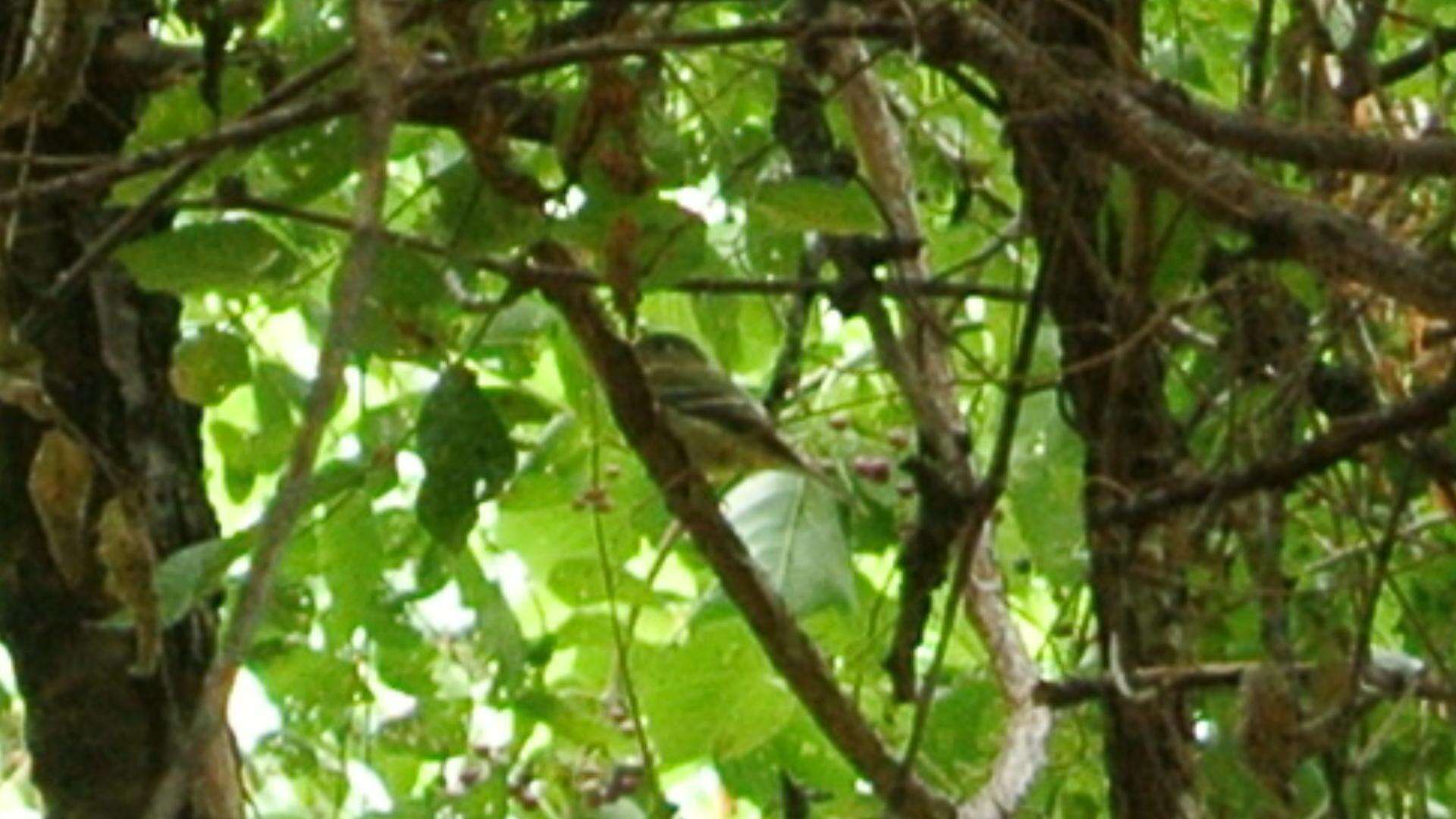 Image of Yellow-bellied Flycatcher