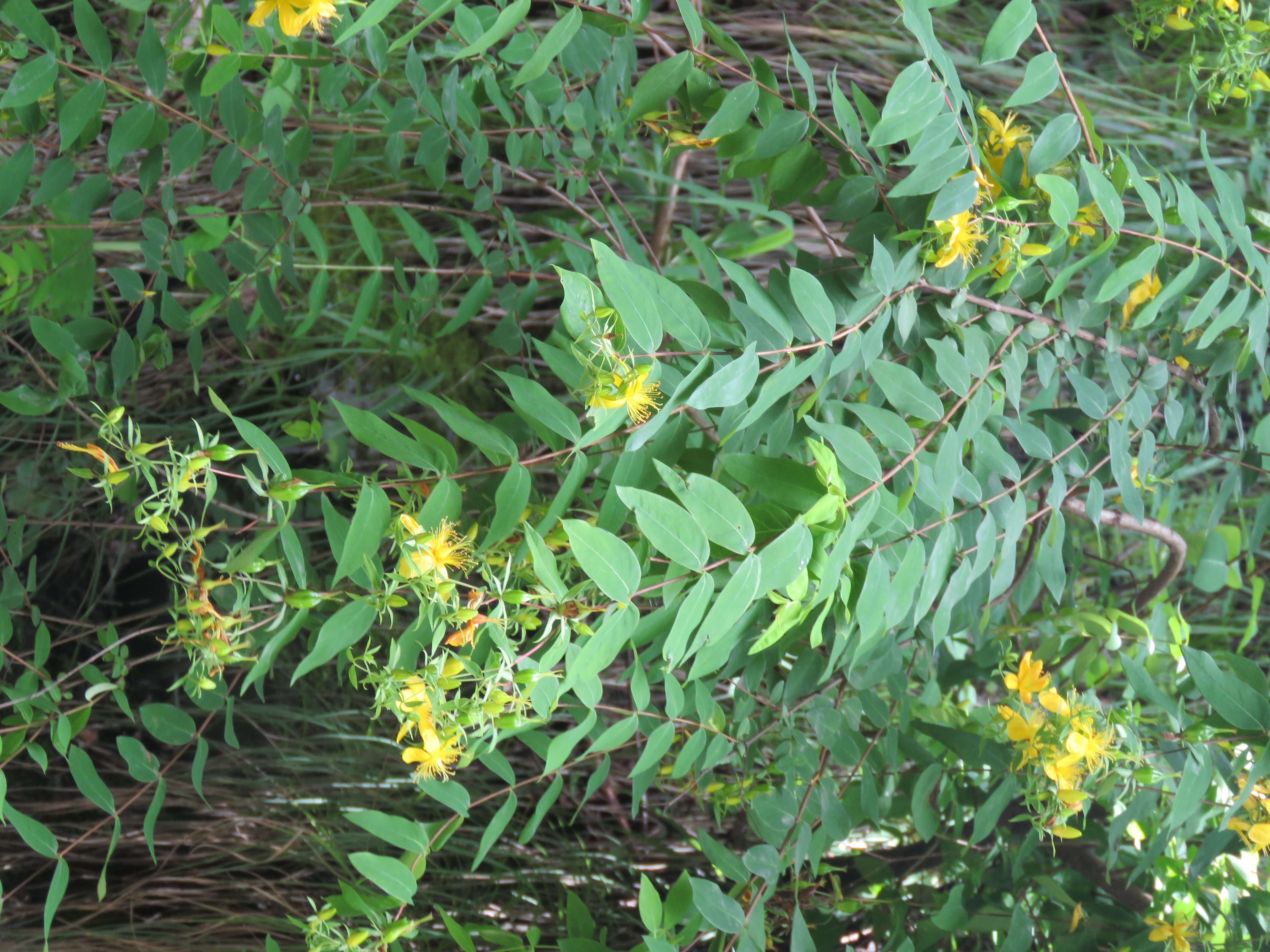 Image of Hypericum oblongifolium Choisy