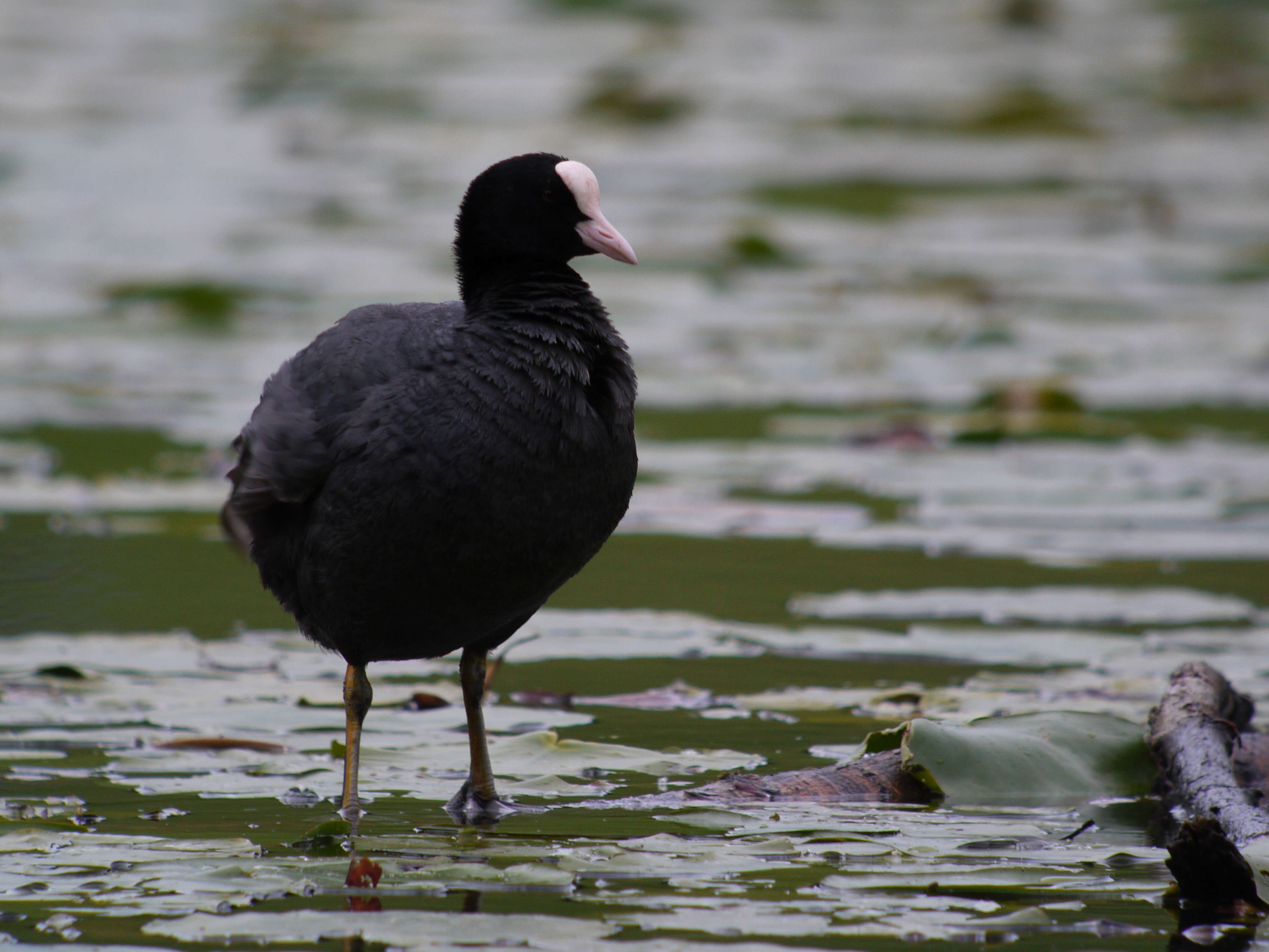 Image of Common Coot