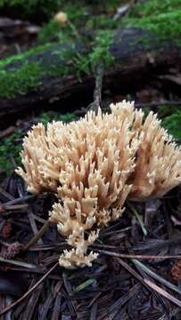 Image de Ramaria stricta (Pers.) Quél. 1888