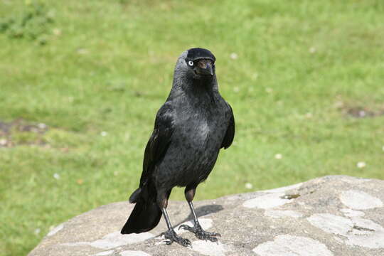 Image of Eurasian Jackdaw