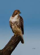 Image of Red-tailed Hawk