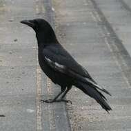 Image of Eastern Carrion Crow