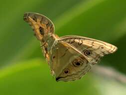 Imagem de Junonia almana Linnaeus 1758