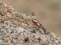 Image of Mongolian Finch