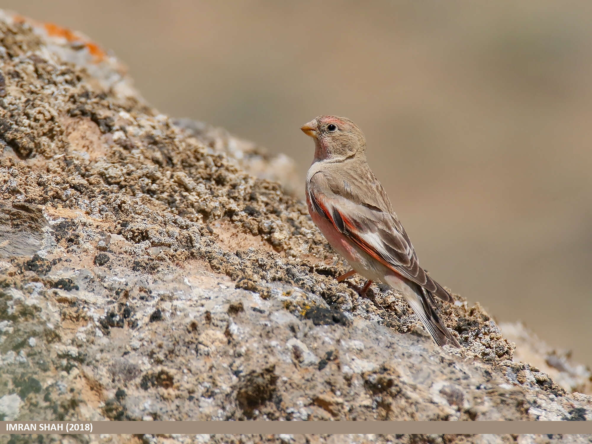 Image of Mongolian Finch