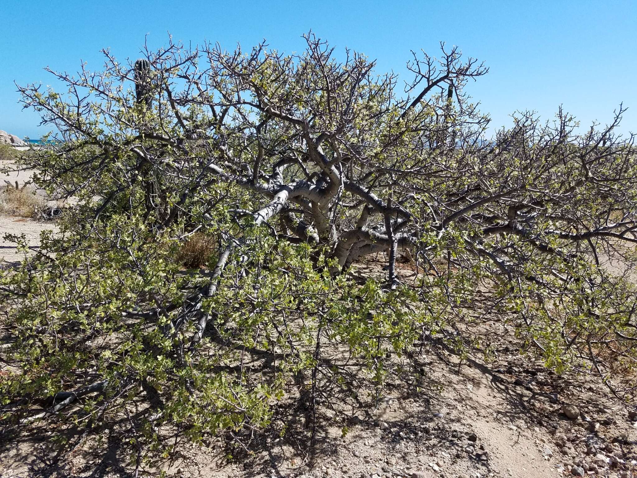 Image de Cyrtocarpa edulis (Brandeg.) Standl.