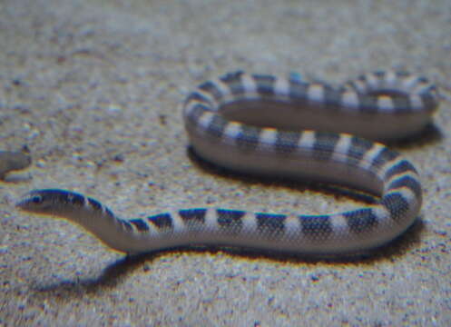 Image of Ornate Reef Sea Snake