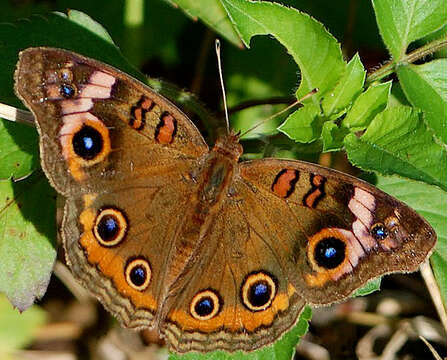 Image of Junonia neildi