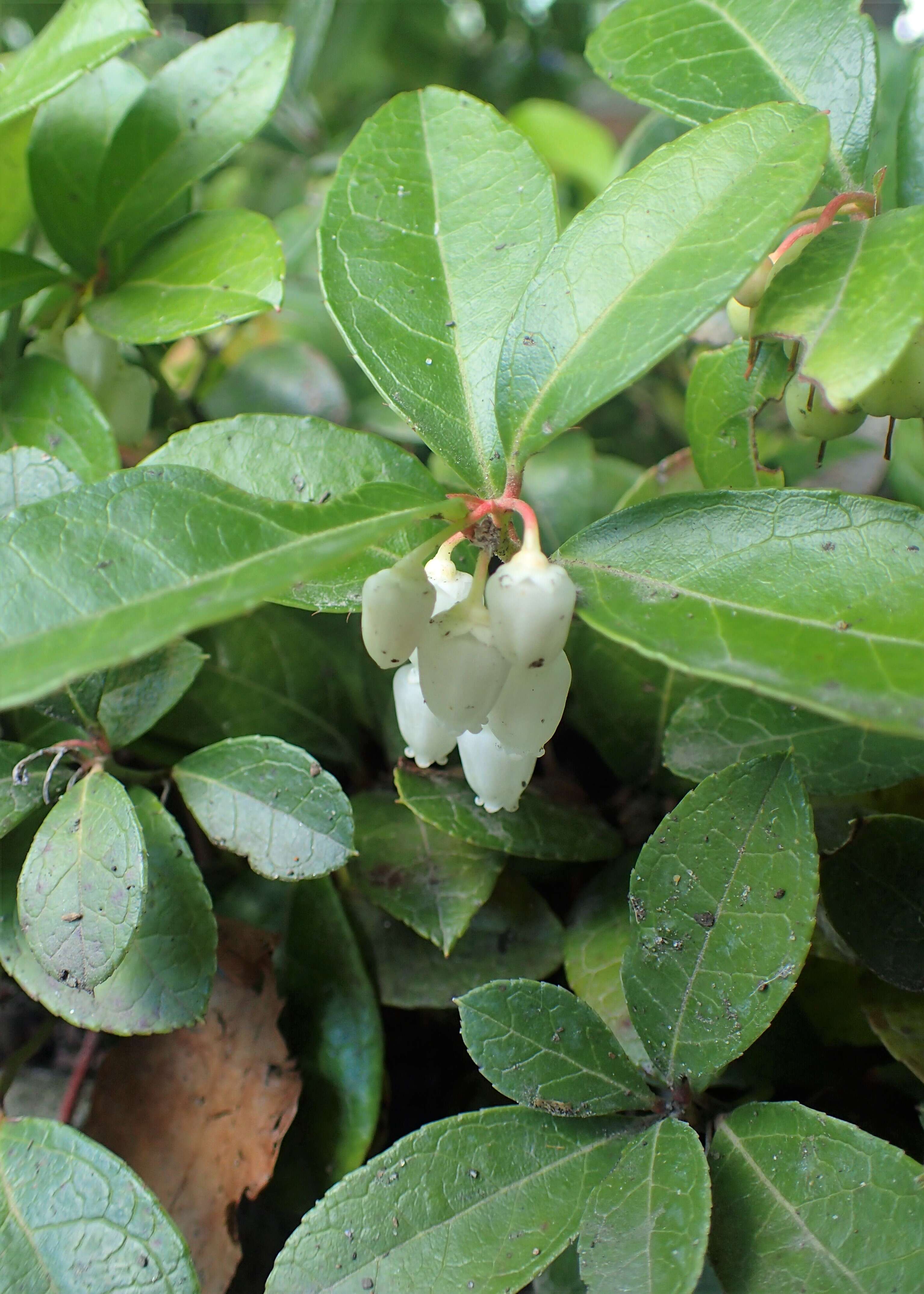 Image of eastern teaberry