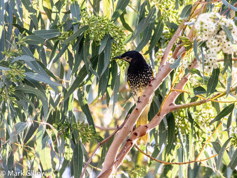 Image of Regent Honeyeater