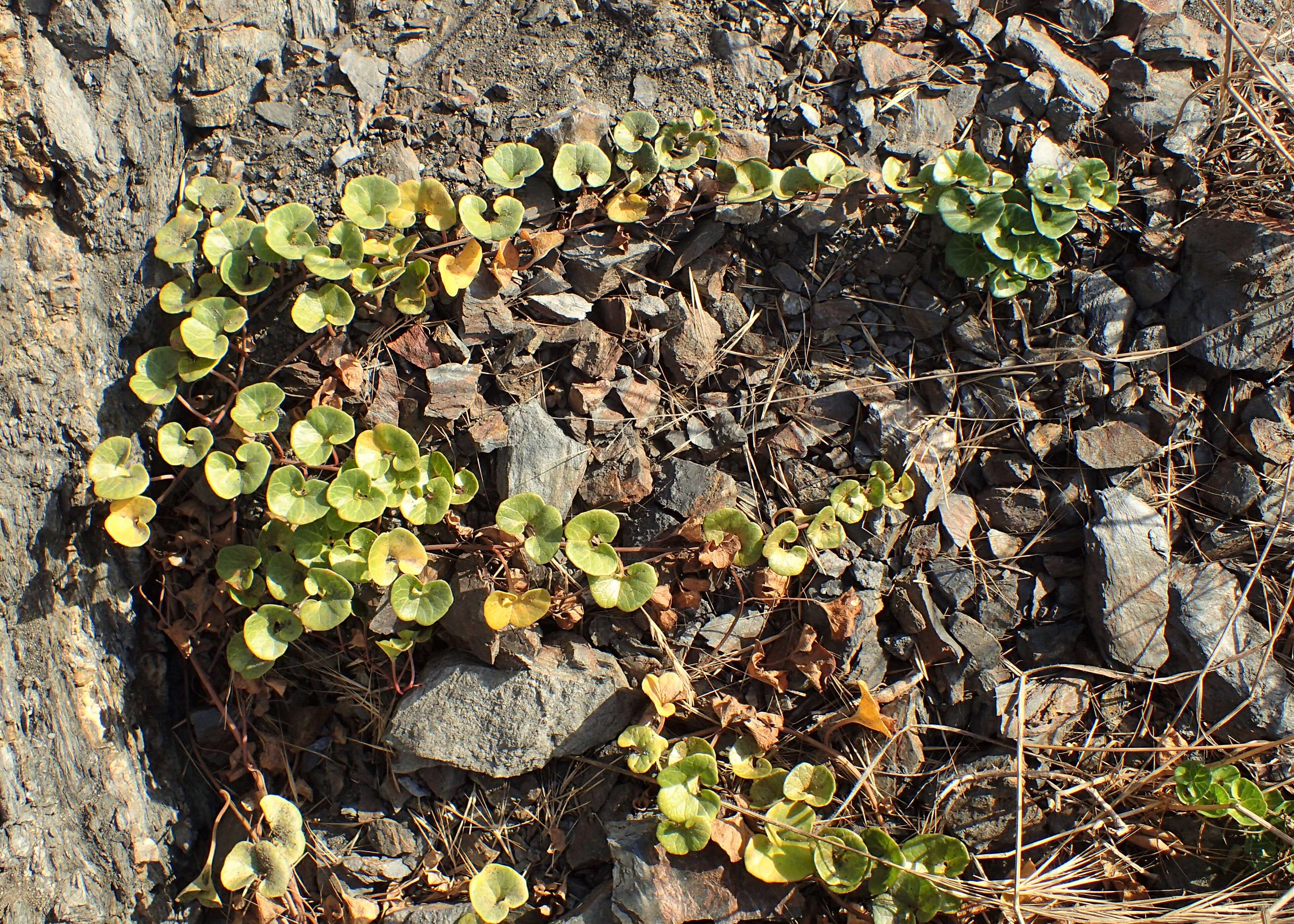 Plancia ëd Calystegia soldanella (L.) R. Br.