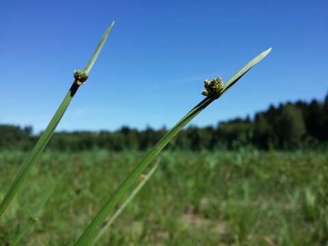 Sivun Schoenoplectiella mucronata (L.) J. Jung & H. K. Choi kuva