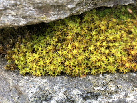 Image of great hairy screw-moss