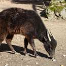 Image of Mountain Anoa